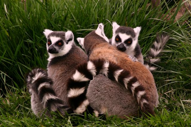 Lemurs