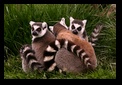 Lemurs watch