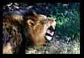 Lion growls